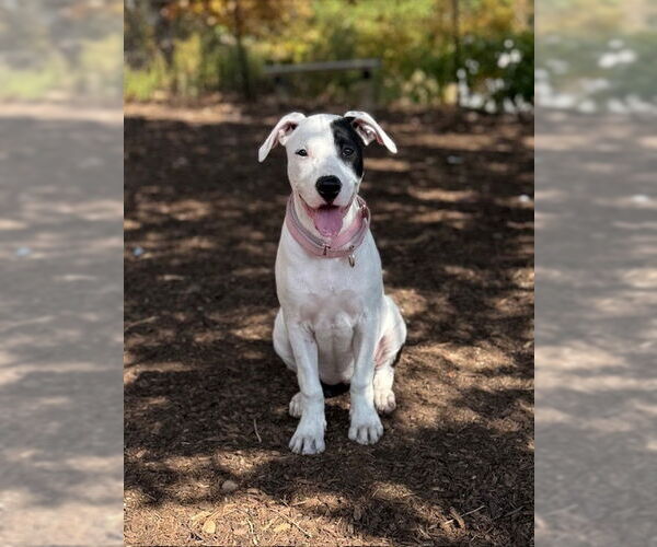 Medium Photo #14 American Staffordshire Terrier-Labrador Retriever Mix Puppy For Sale in Brewster, NY, USA