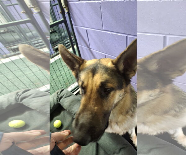 Medium Photo #56 German Shepherd Dog Puppy For Sale in Sebec, ME, USA