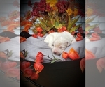 Small Photo #4 Labradoodle Puppy For Sale in COLDWATER, MI, USA