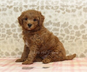 Cavapoo Puppy for Sale in DENVER, Pennsylvania USA