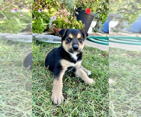 Medium Photo #6 Australian Cattle Dog Puppy For Sale in RAMONA, CA, USA