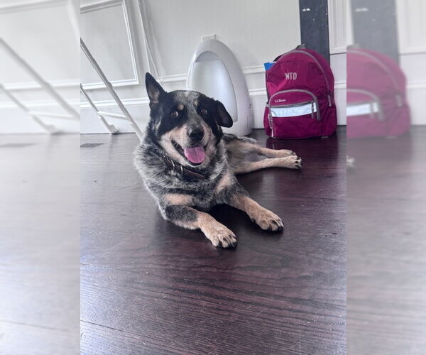 Medium Photo #6 Mutt Puppy For Sale in Garden City, NY, USA
