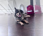 Small #5 Mutt