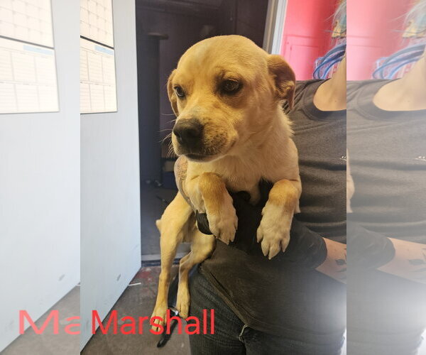 Medium Photo #2 Chihuahua-Unknown Mix Puppy For Sale in Las Vegas, NM, USA