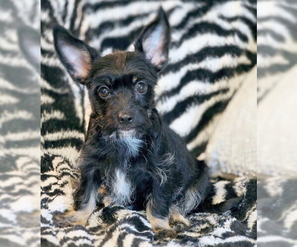 Medium Photo #5 Dachshund-Miniature Schnauzer Mix Puppy For Sale in Chino Hills, CA, USA