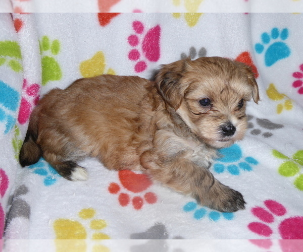 Medium Photo #12 Morkie Puppy For Sale in ORO VALLEY, AZ, USA
