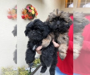 Shih Tzu Puppy for sale in LUTZ, FL, USA