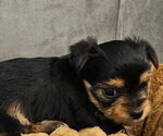 Small #2 Yorkshire Terrier