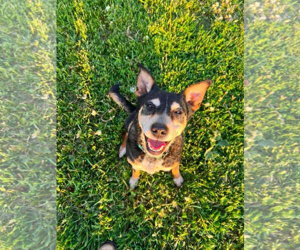 Medium Photo #9 Mutt Puppy For Sale in Sheboygan, WI, USA