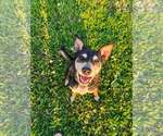 Small #8 Mutt