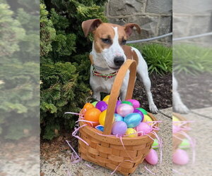 Jack Russell Terrier Dogs for adoption in Lancaster, PA, USA