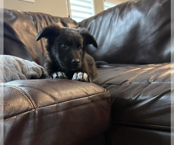 Medium Photo #8 German Shepherd Dog-Unknown Mix Puppy For Sale in Gretna, NE, USA