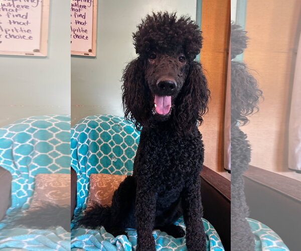 Medium Photo #5 Poodle (Standard) Puppy For Sale in Pacolet, SC, USA