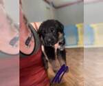 Small Photo #9 German Shepherd Dog Puppy For Sale in GEORGETOWN, TN, USA