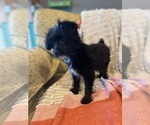 Small Photo #7 YorkiePoo Puppy For Sale in LAWRENCE, MI, USA