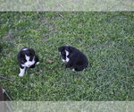Small Photo #5 Miniature Australian Shepherd Puppy For Sale in SWAN, TX, USA