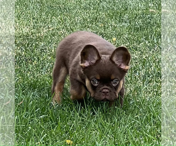 Medium Photo #11 French Bulldog Puppy For Sale in BRIGHTON, CO, USA