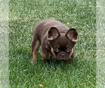 Small #2 French Bulldog