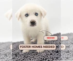 Great Pyrenees-Unknown Mix Dogs for adoption in Brooklyn, NY, USA