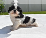Small #3 Shih Tzu