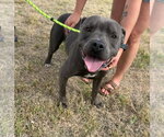 Small Photo #2 Mutt Puppy For Sale in Grafton, WI, USA