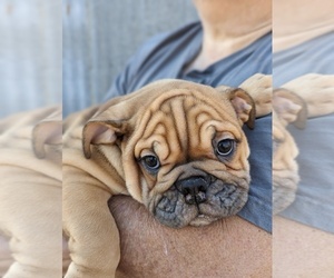 Bulldog Puppy for Sale in GREEN FOREST, Arkansas USA