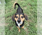 Small #3 Beagle Mix