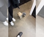 Small #2 Yorkshire Terrier