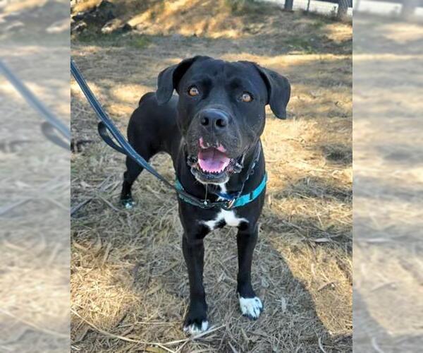 Medium Photo #3 Mutt Puppy For Sale in Chula Vista, CA, USA