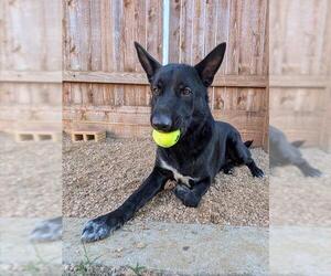 German Shepherd Dog-Unknown Mix Dogs for adoption in Plano, TX, USA
