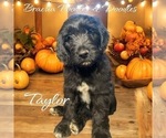 Puppy Taylor Bernedoodle