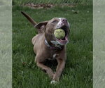 Small #7 Mutt