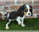 Small #7 Cavalier King Charles Spaniel