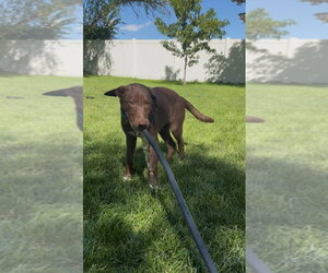 Supai - Male Border Collie-Unknown Mix Dog for Adoption - Photo #2