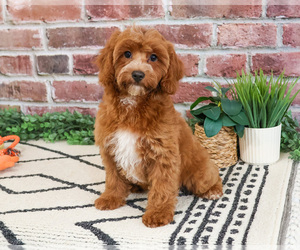 Cavapoo (Miniature) Puppy for Sale in SYRACUSE, Indiana USA