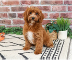 Small Cavapoo (Miniature)