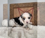 Puppy Puppy 4 Miniature Australian Shepherd