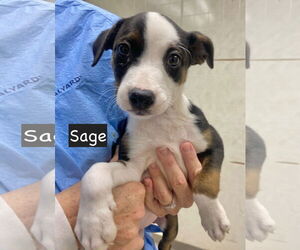 Jack Russell Terrier Dogs for adoption in GILBERTS, IL, USA