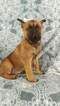 Small Photo #7 Malinois Puppy For Sale in LANCASTER, PA, USA