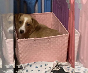Mutt Dogs for adoption in Aurora, IN, USA