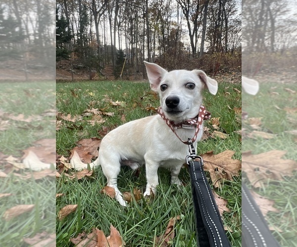 Medium Photo #11 Chihuahua Puppy For Sale in DURHAM, CT, USA