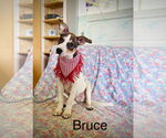 Small Rat Terrier Mix