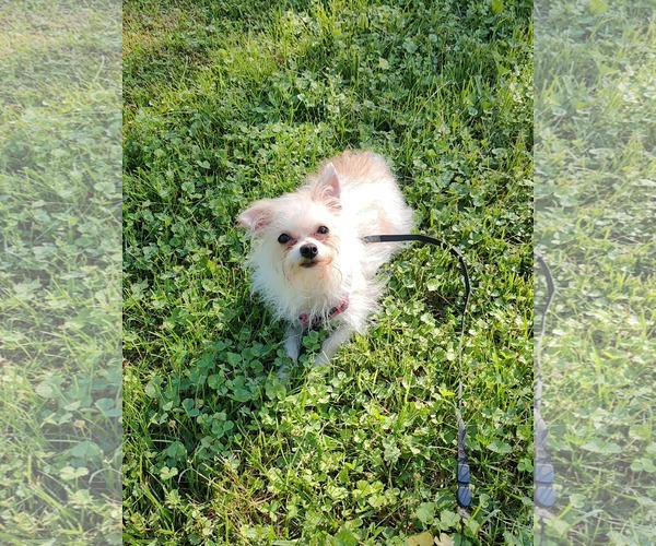 Medium Photo #4 Mutt Puppy For Sale in St. Louis Park, MN, USA