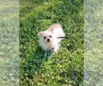 Small #3 Mutt