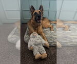 Small #8 German Shepherd Dog