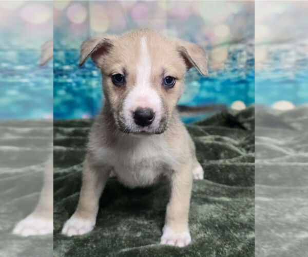 Medium Photo #7 Mutt Puppy For Sale in Lakewood, CO, USA