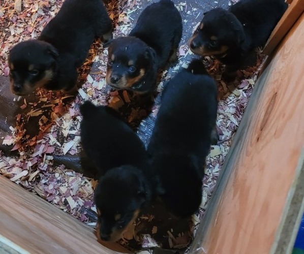 Medium Photo #2 Rottweiler Puppy For Sale in WESTLAND, MI, USA