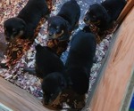 Small Photo #2 Rottweiler Puppy For Sale in WESTLAND, MI, USA
