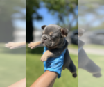 Puppy Mabel French Bulldog