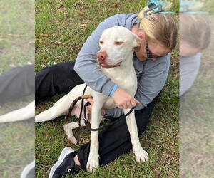 Great Dane-Labrador Retriever Mix Dogs for adoption in Elmsford, NY, USA